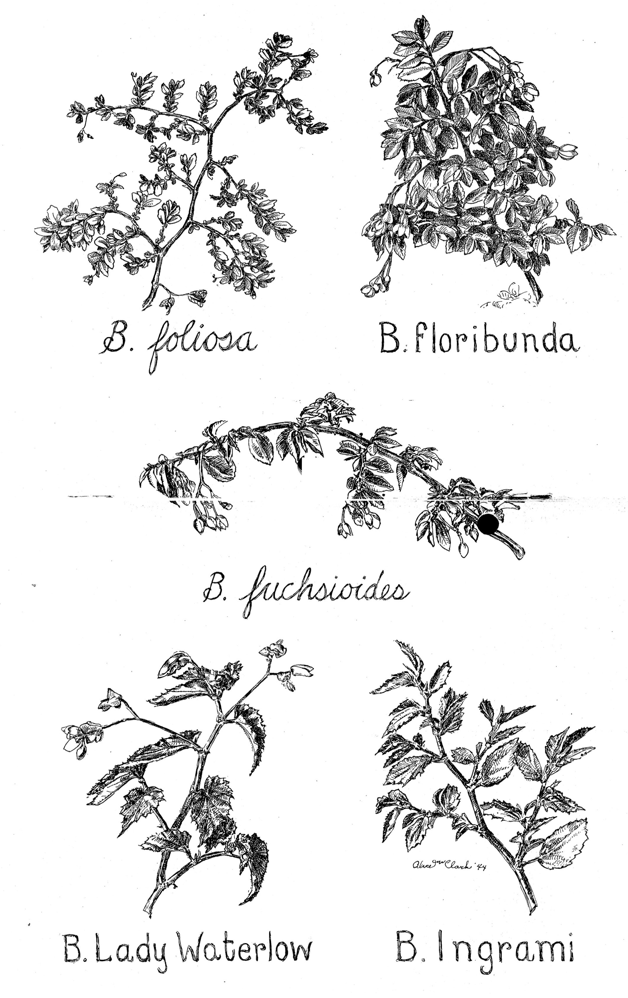 B. floribunda